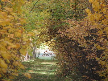 Trees growing in park