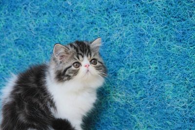 Portrait of persian cat
