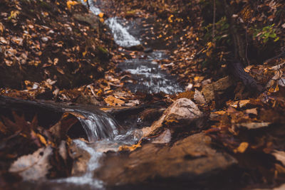 Close-up of stream flowing in forest