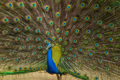 Close-up of peacock