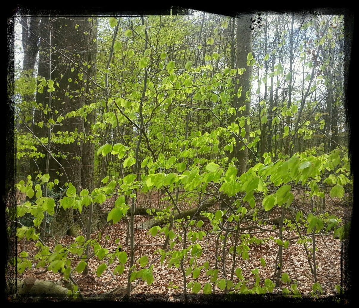 transfer print, growth, tree, green color, auto post production filter, plant, forest, nature, tranquility, tree trunk, lush foliage, beauty in nature, branch, growing, green, leaf, tranquil scene, day, outdoors, no people