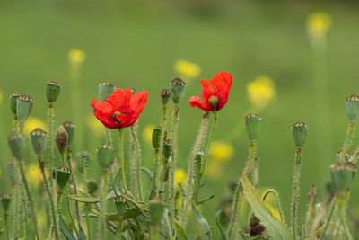 Close-up of red poppy flowers growing in field