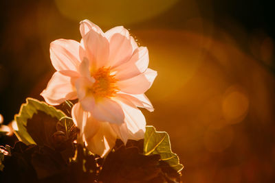 Close-up of orange flower