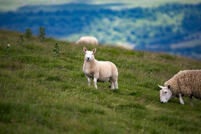 Sheep on grassy field