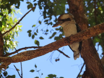 Low angle view of bird perching on branch