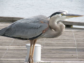 Close-up of gray heron