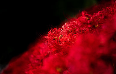 Close-up of red flower against black background