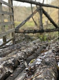 Close-up of dead fish on log in forest