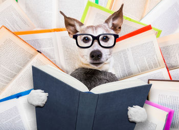 Portrait of dog on book