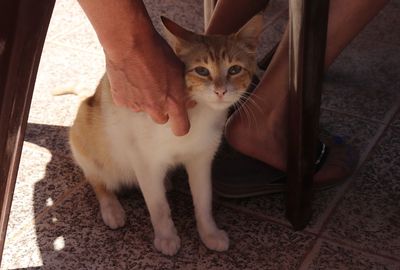 Cat sitting on tiled floor at home