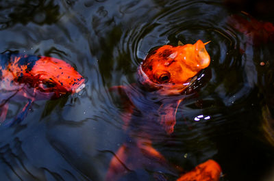 High angle view of koi carps swimming in lake