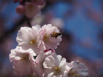 Close-up of bee pollinating on cherry blossom
