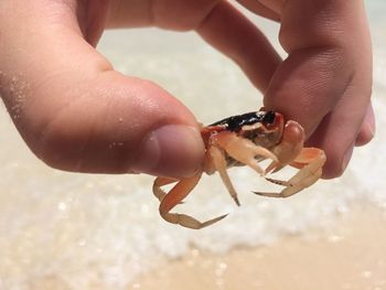 Cropped hand of person holding crab at beach