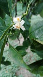 Close-up of insect on white flower