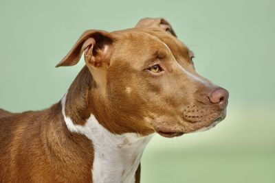 Close-up of dog looking away