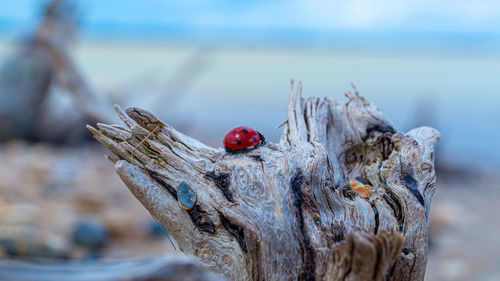 Driftwood on sand and pebble beach low level close up view with red ladybird beetle in foreground