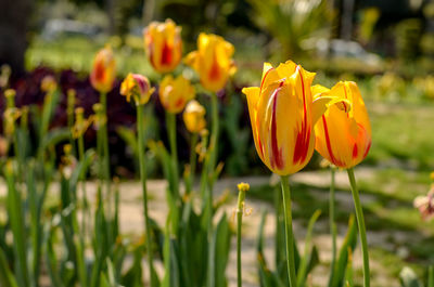 Close-up of yellow tulips