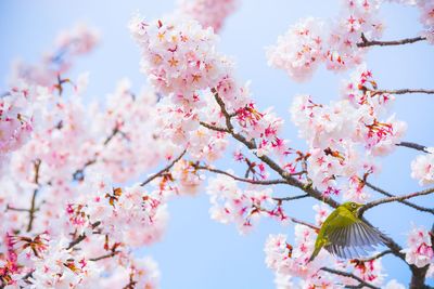 Low angle view of cherry blossoms against sky