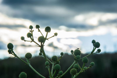 Close-up of flowering plant against sky