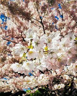 Close-up of white cherry blossoms in spring