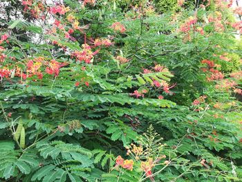 Red flowering plant