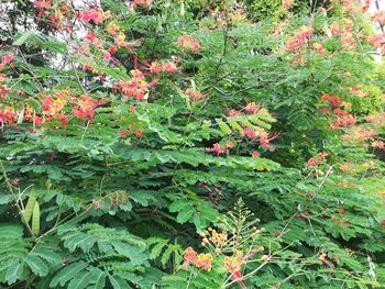 Red flowering plant