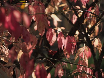 Close-up of maple leaves on branch