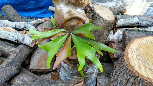 High angle view of leaves on tree trunk