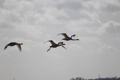 Low angle view of seagulls flying