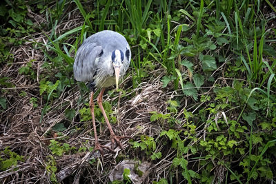 High angle view of bird on field