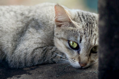 Beautiful gray cat with green eyes in stone ruins of angkor wat, cambodia
