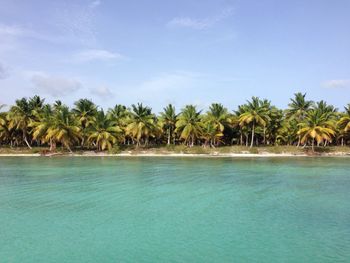 Scenic view of palm trees on beach