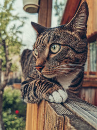 Close-up portrait of a cat looking away