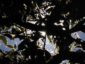 Low angle view of leaves