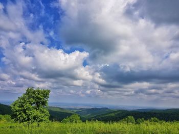 Scenic view of field against sky