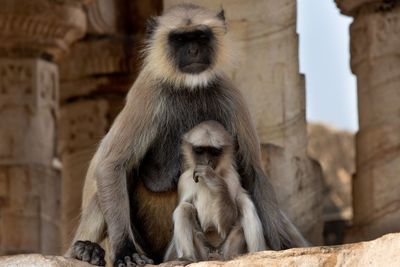 Portrait of a monkey