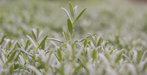 Close-up of white flowering plant