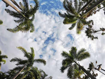 Low angle view of tree against sky