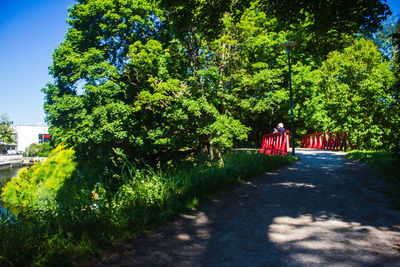 Rear view of woman walking on road by trees