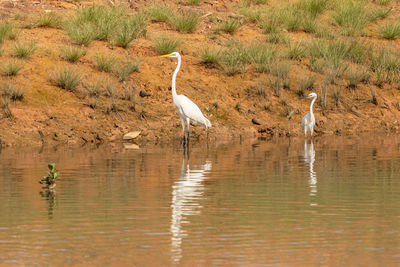 Bird perching on a lake