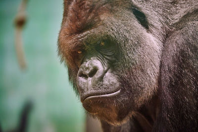 Close-up portrait of monkey