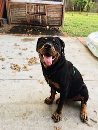 Portrait of dog sitting outdoors