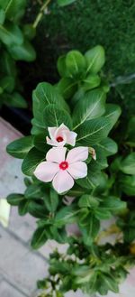 Close-up of white flowering plant