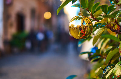 Close-up of plant hanging on tree