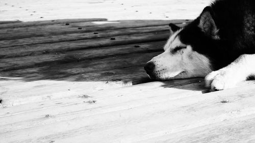 High angle view of dog resting