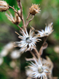 Close-up of wilted flower