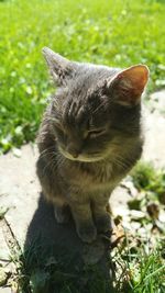 Close-up of cat on field