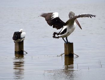 Pelican flapping wings on wooden post in lake
