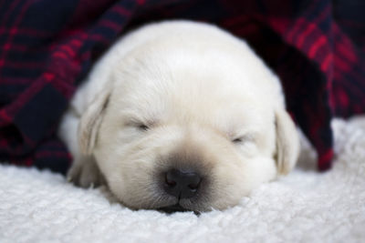 Close-up of puppy sleeping on bed