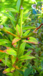 Close-up of insect on leaf